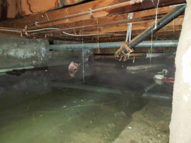 Best Water damage restoration near me  in Piednt, MO