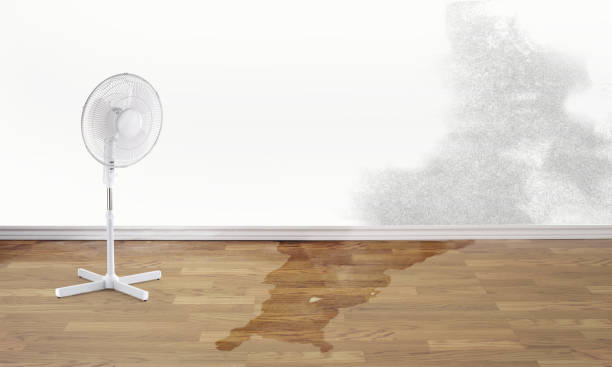 Best Water damage restoration specialists  in Piednt, MO