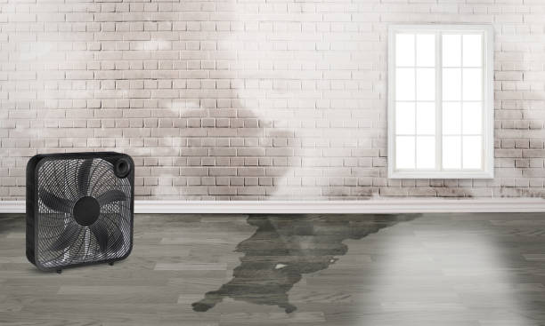 Best Water damage restoration insurance claims  in Piednt, MO